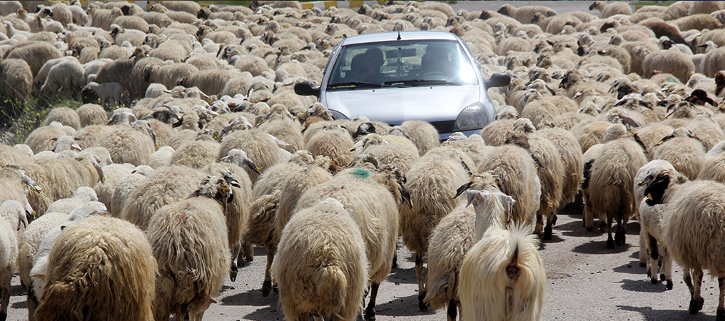 Koyun Sürüsü Karayoluna Çıktı, Sürücüler Şaştı